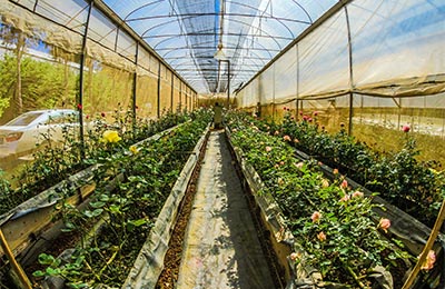 Purchase and funding to expand a retail nursery into a wholesale powerhouse